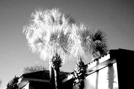 PalmTree1